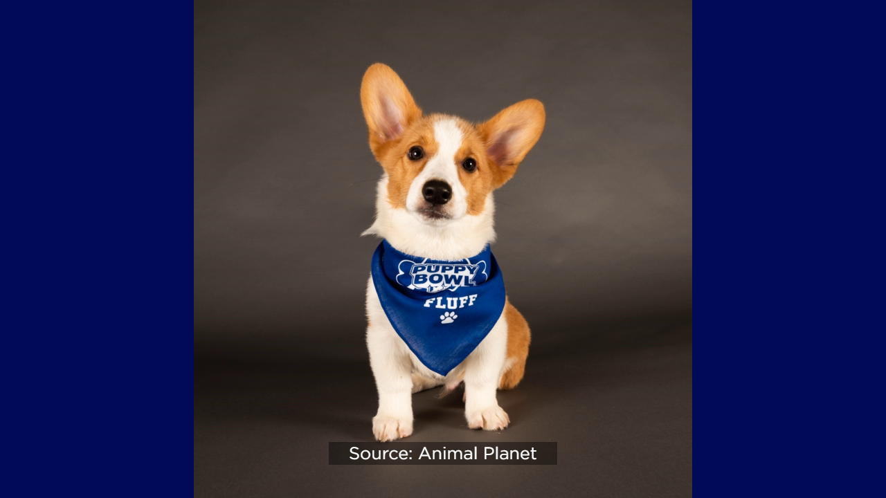 Most Valuable Pups: 5 Central Florida rescue dogs to star in Animal  Planet's Puppy Bowl – WFTV