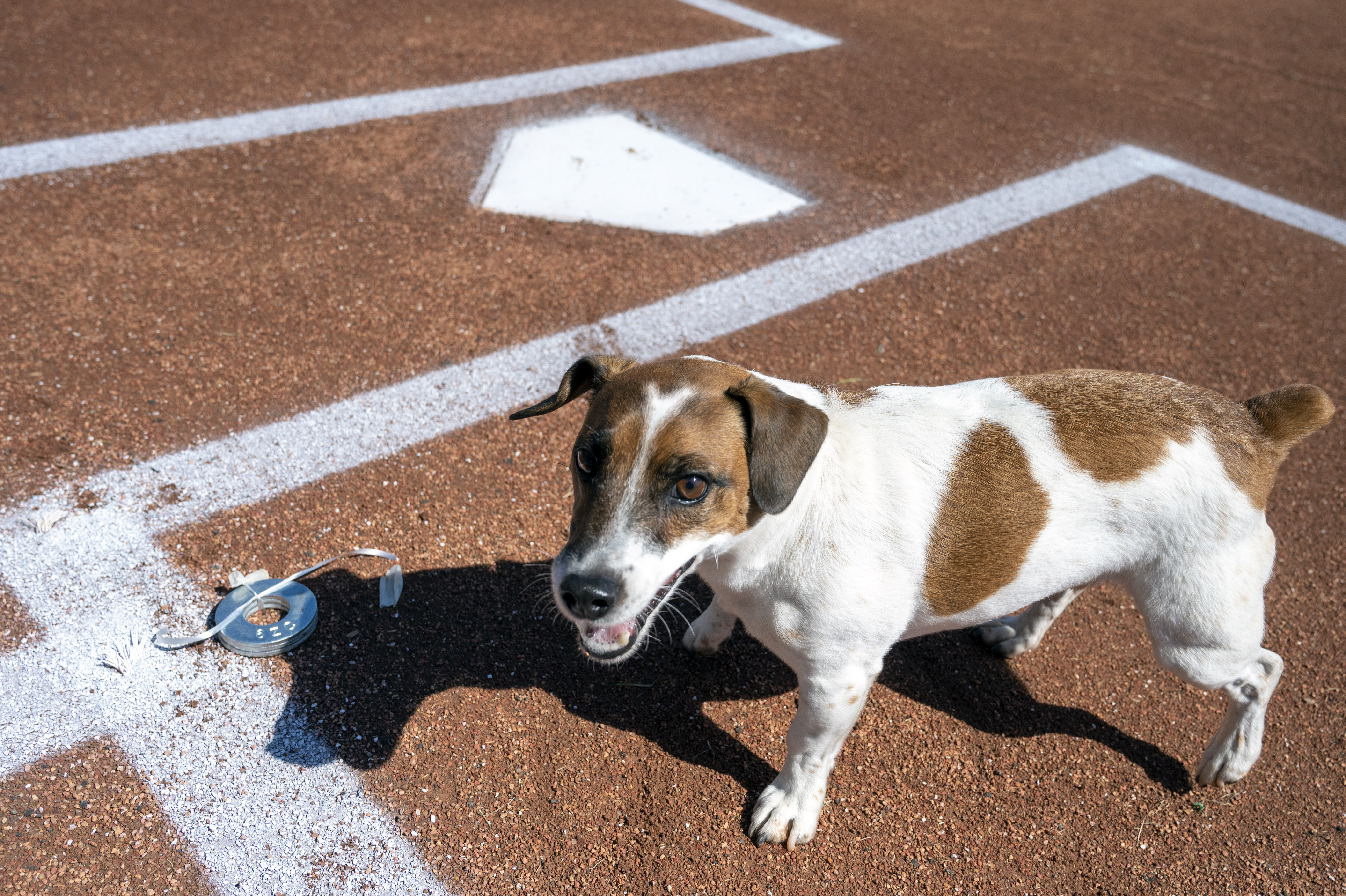 Fast little legs: Russell Terrier Macho declared fastest doggie baserunner  at Dodger Stadium – WSB-TV Channel 2 - Atlanta