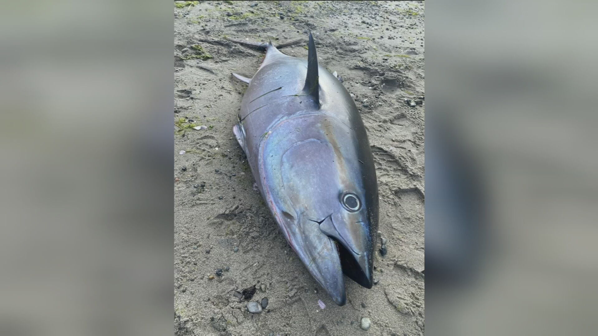 Mystery of 200-pound bluefin tuna washed up on Orcas Island finally begins  to unravel – KIRO 7 News Seattle