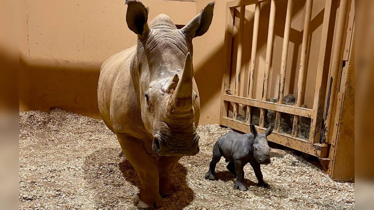 Meet Zoo Atlanta's newest addition: white rhino Zuri – WSB-TV