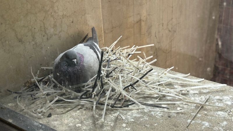Rock Pigeon Nest