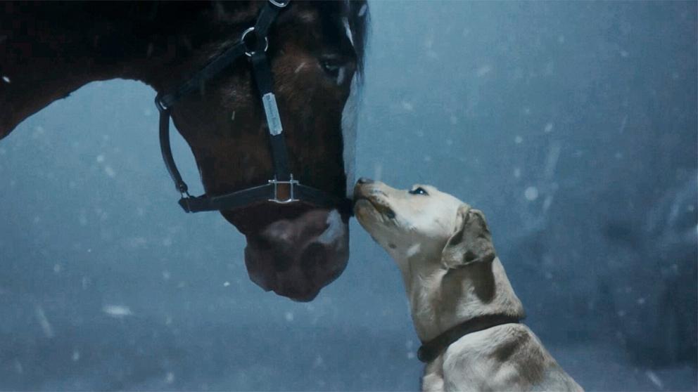 Dog in Super Bowl ad for Budweiser belongs to actors Goldie Hawn