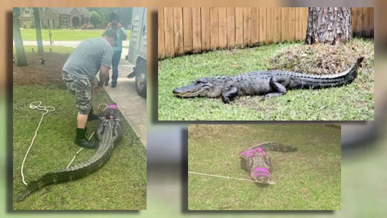 8-foot gator removed from fenced-in Georgia back yard after putting up a  fight – WSB-TV Channel 2 - Atlanta