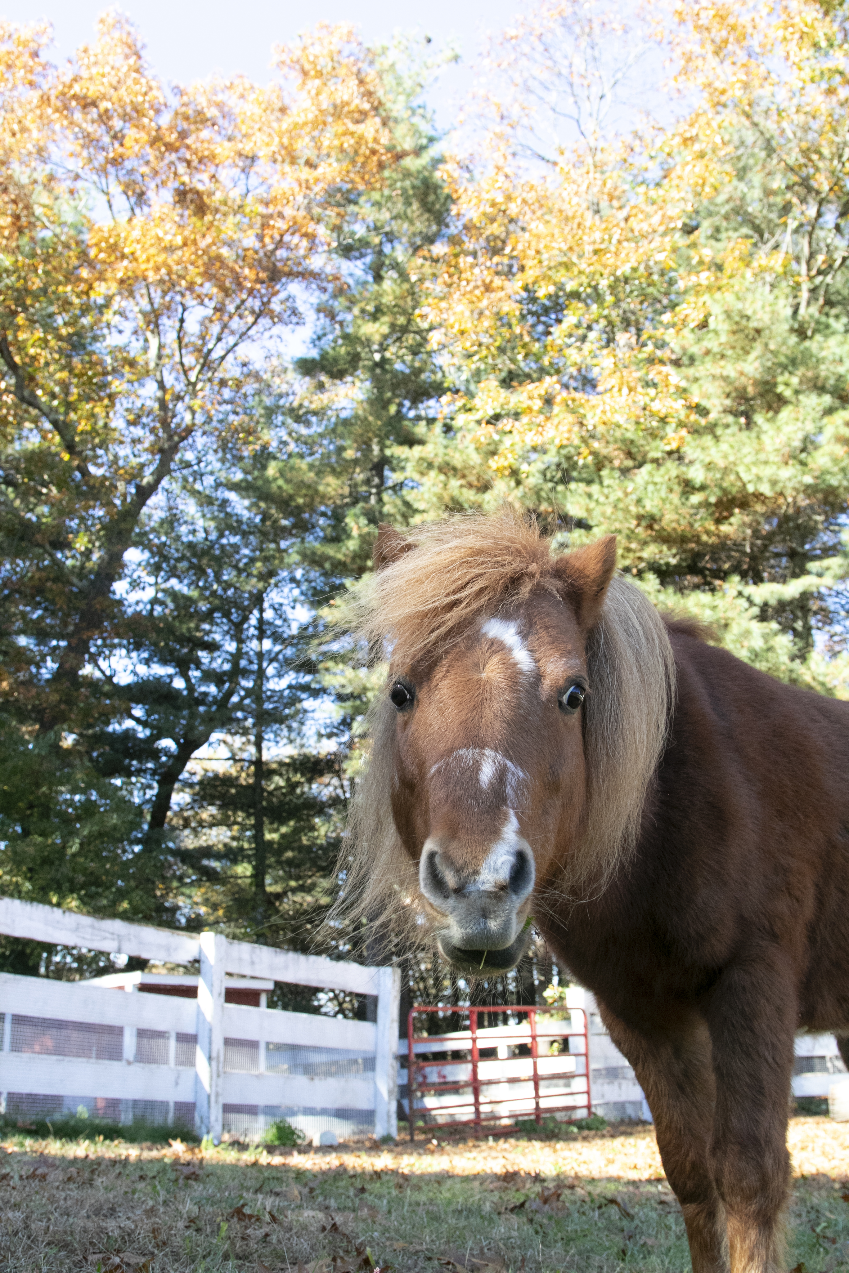 Mini stallion siblings looking for new home – Boston 25 News