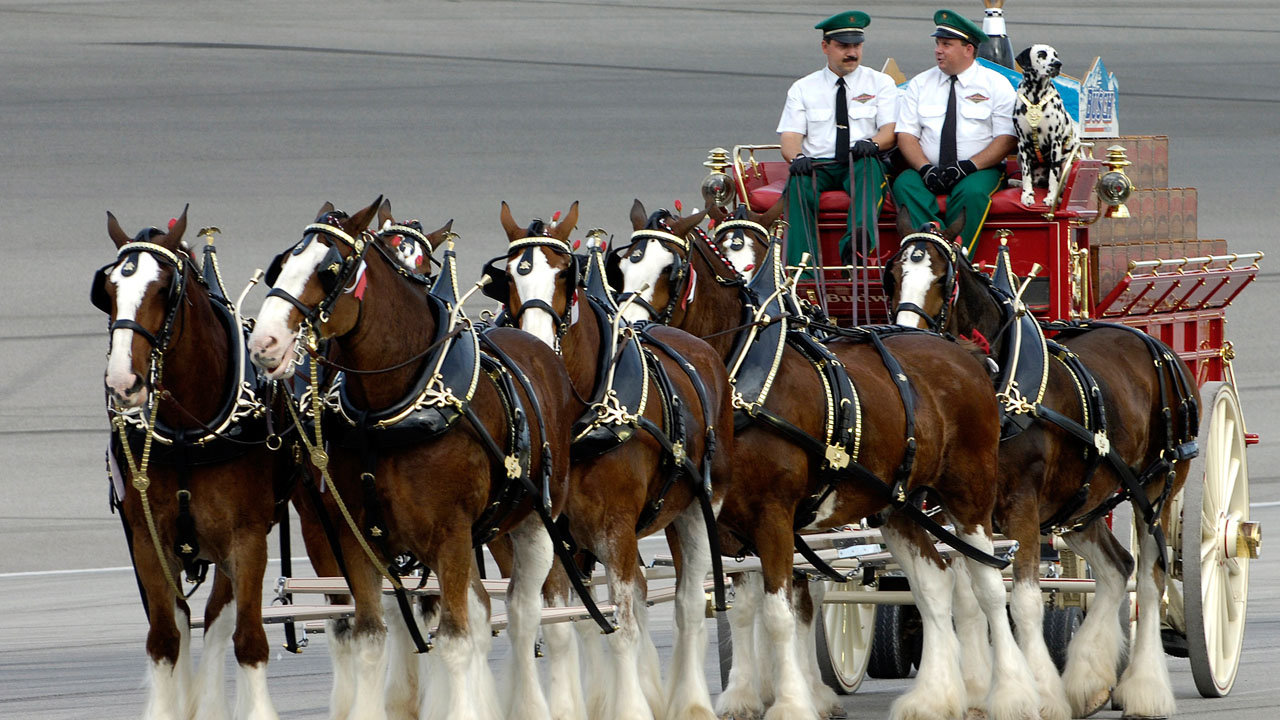 Budweiser Clydesdales to appear in Meridian, Philadelphia