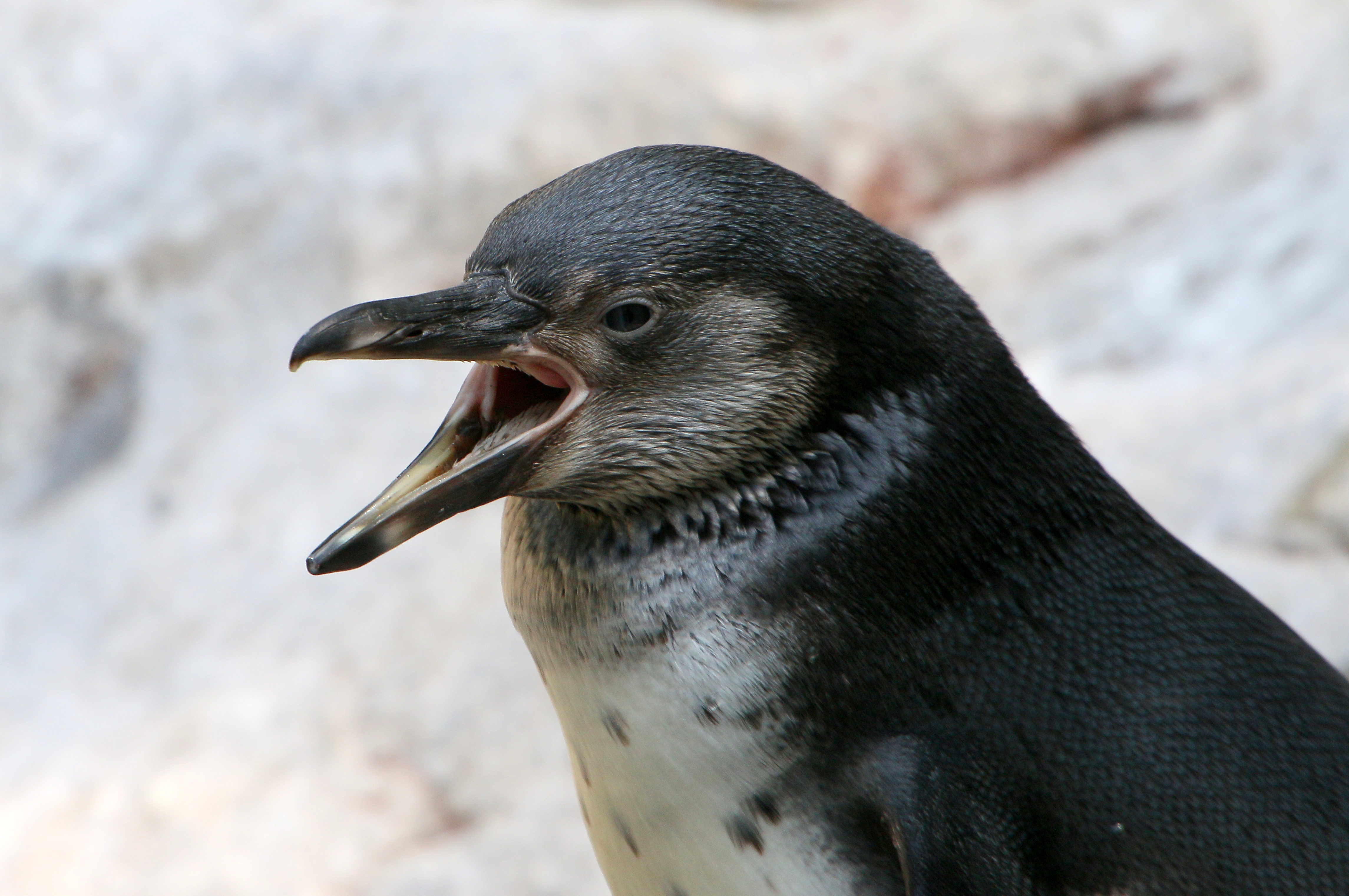 Peak Baby Bird Season Has Arrived — Philadelphia Metro Wildlife Center