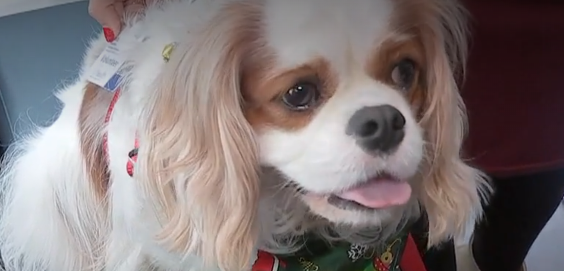 Therapy dog spreading cheer to patients stuck in hospital for holidays – 104.5 WOKV