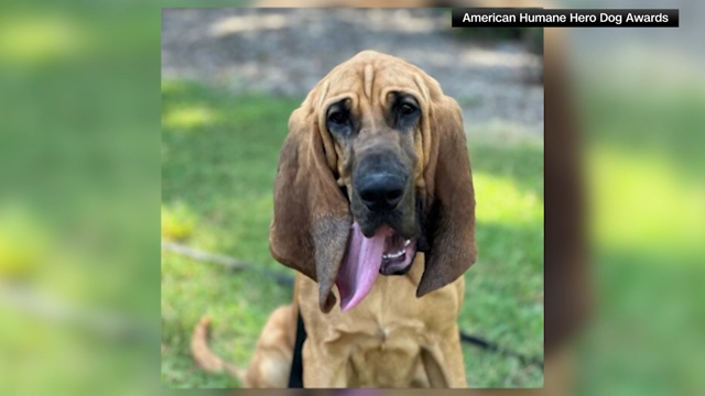 Meet this 'hero dog' that has won a big reward for his bravery and