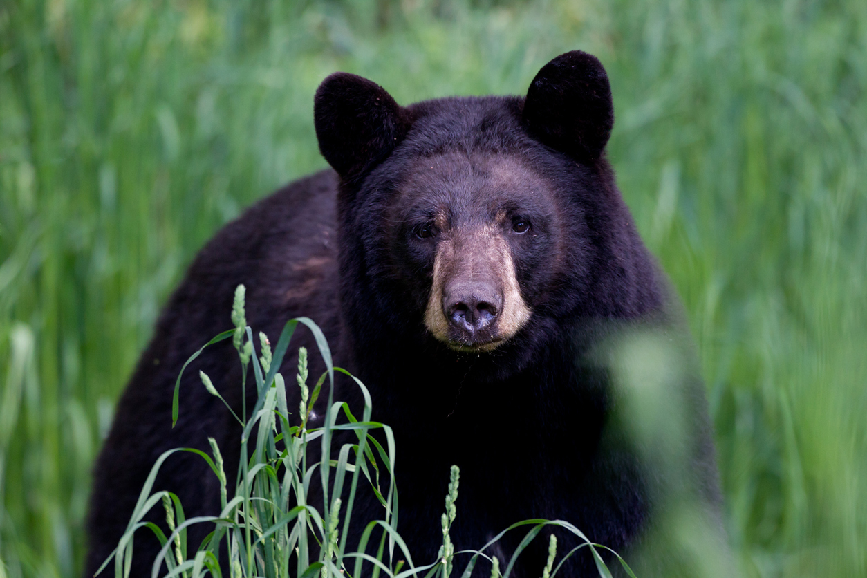 After a long wait, the Black Bears finally unveil their uniform