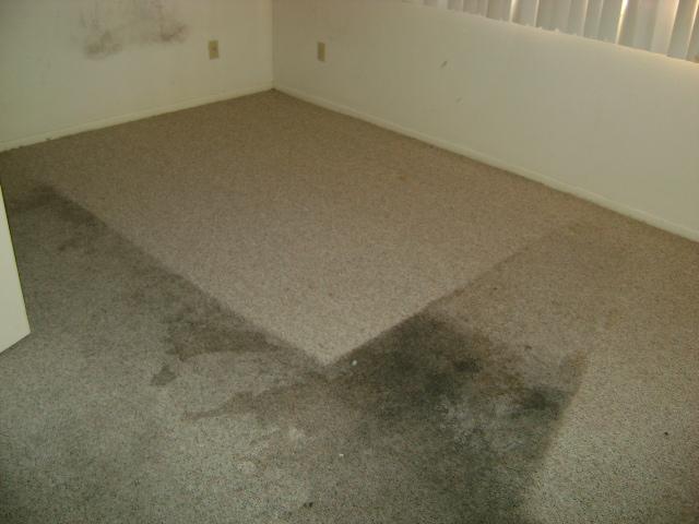 How to Clean Disgusting Carpets