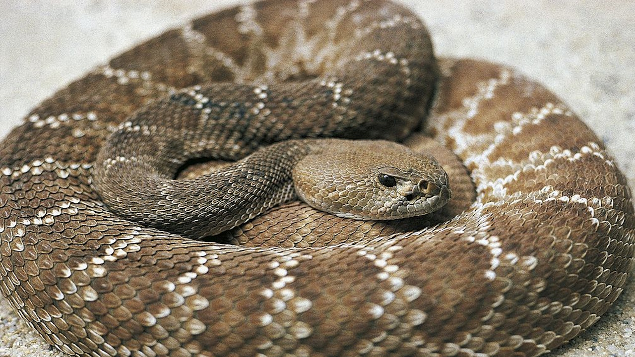 Two Step Rattlesnake Baby Diamondback Rattlesnake Bite