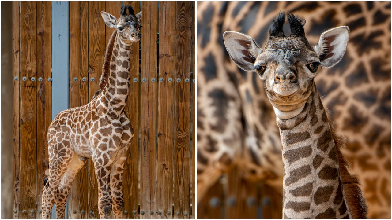 キリン ★ South African Giraffe レッグボーン 6-foot-tall, 183-pound giraffe calf born at Disney's Animal