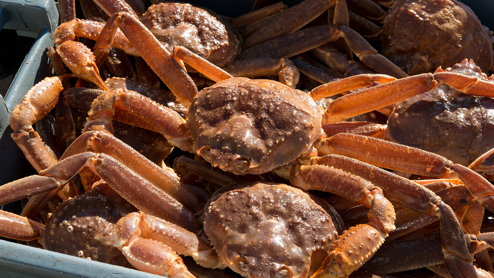 WA crabbers sit idle amid population busts – KIRO 7 News Seattle