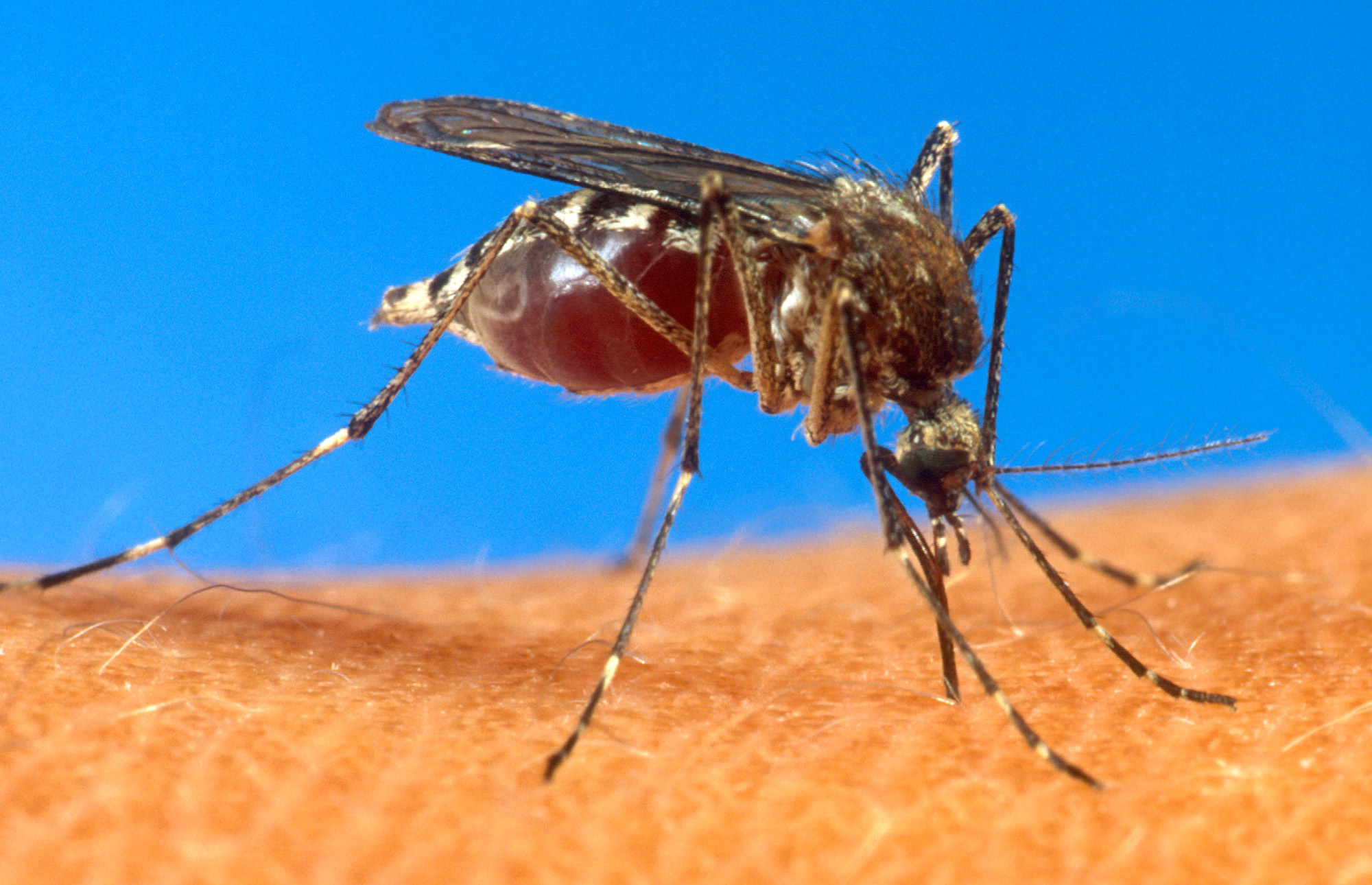 First case of mosquitoborne disease confirmed in 95.5 WSB