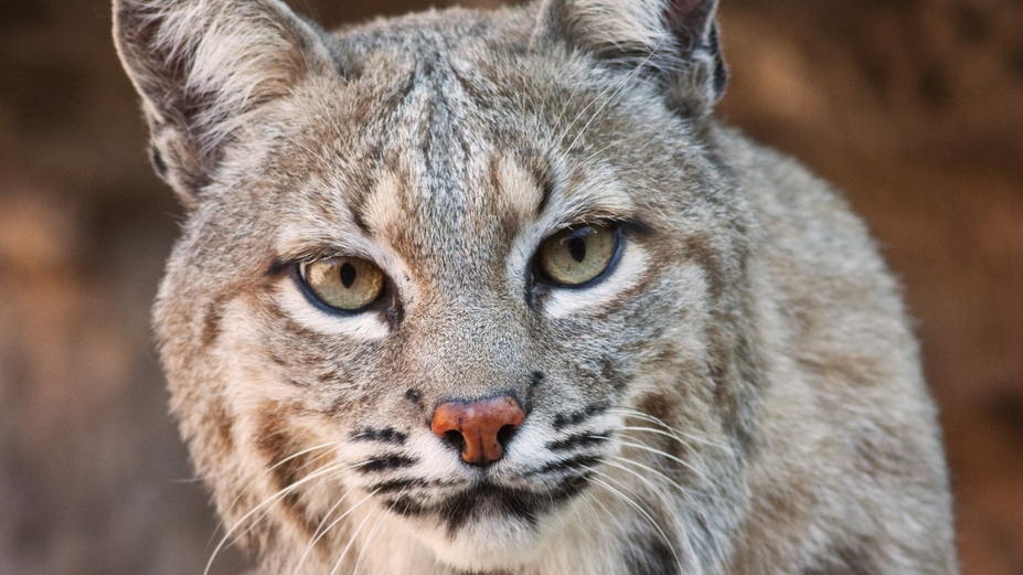 Ewing Township 'Bobcat' Sighting Was Just A House Cat
