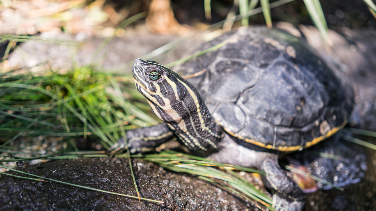 Turtle crashes through Georgia driver’s windshield along Savannah ...