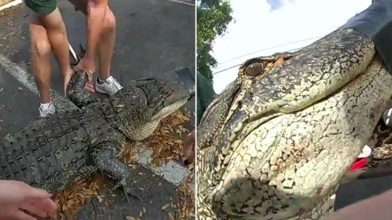 10 Foot Long Gator Found Beneath Car At Florida Apartment Complex 102 3 Wbab