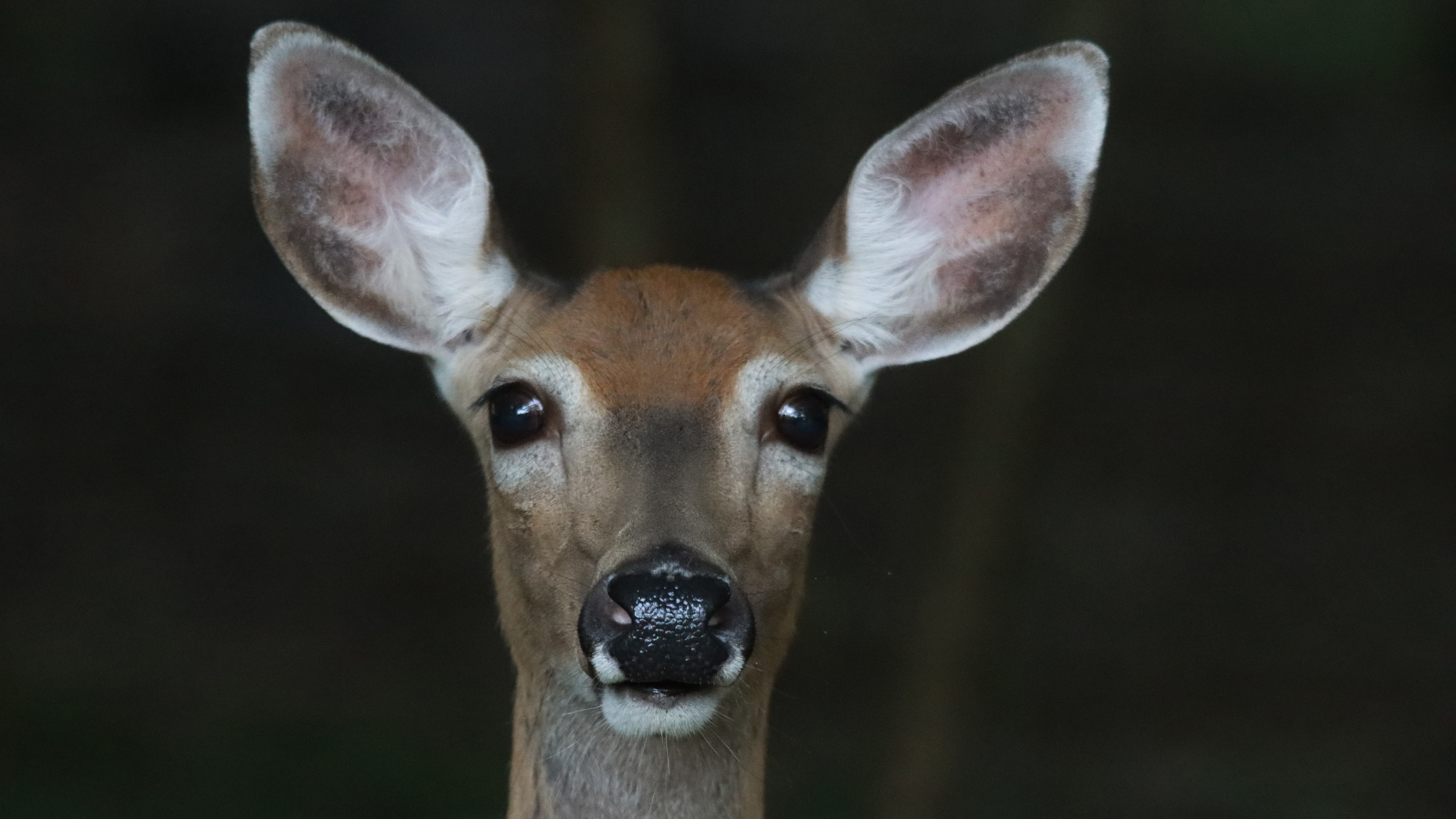 GA wildlife officials warn of positive case of 'zombie deer