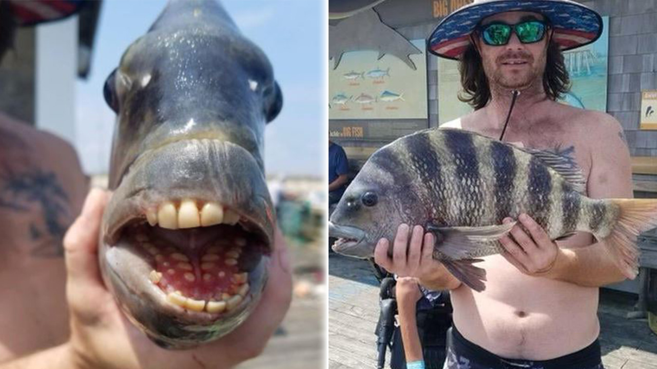 Unusual fish with humanlike teeth caught off North