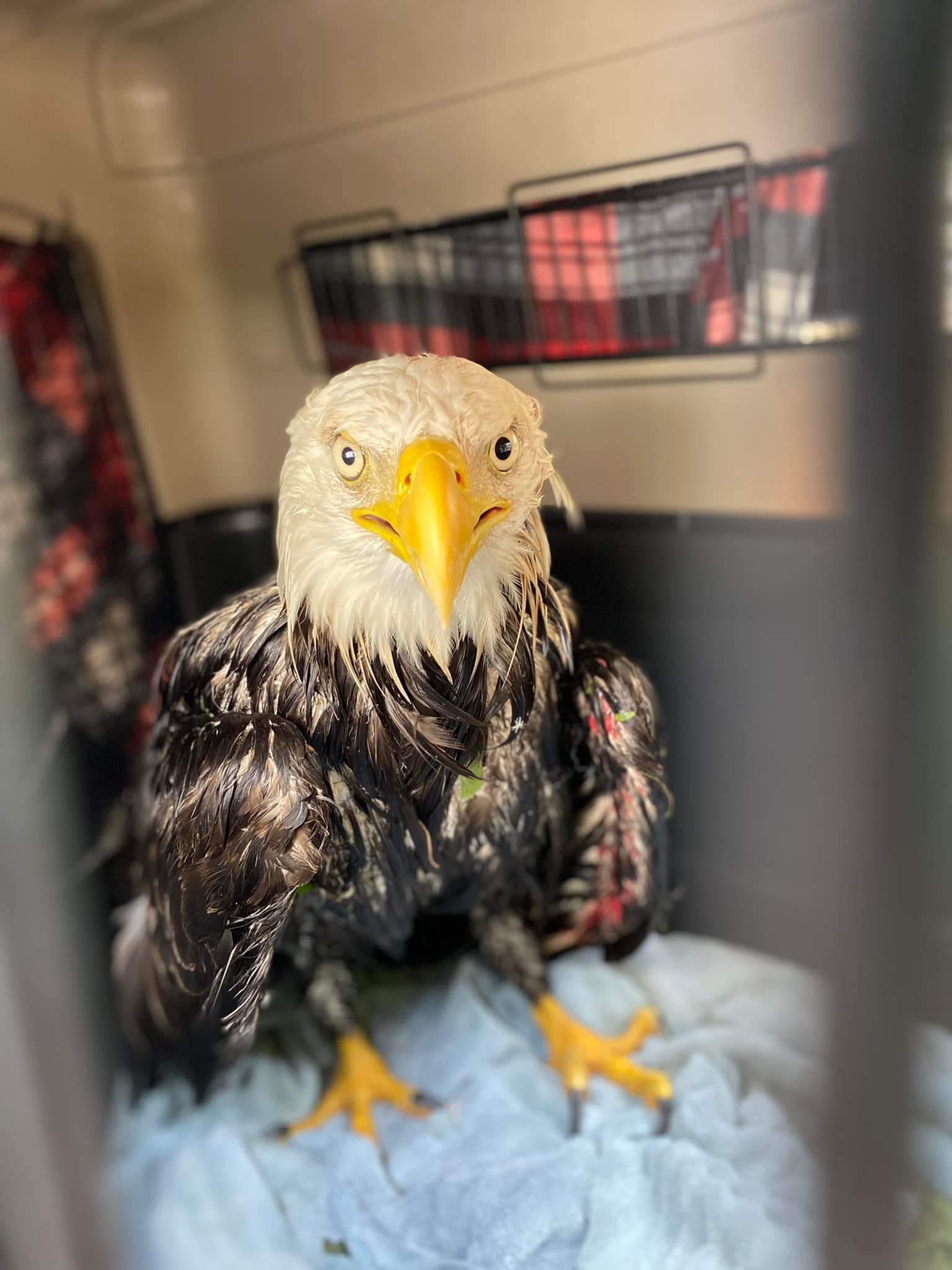 Injured bald eagle rescued from Massachusetts river bank – KIRO 7 News  Seattle
