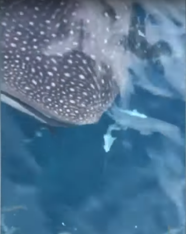 Video: Friendly Whale Shark spotted off Florida Gulf Coast – WDBO