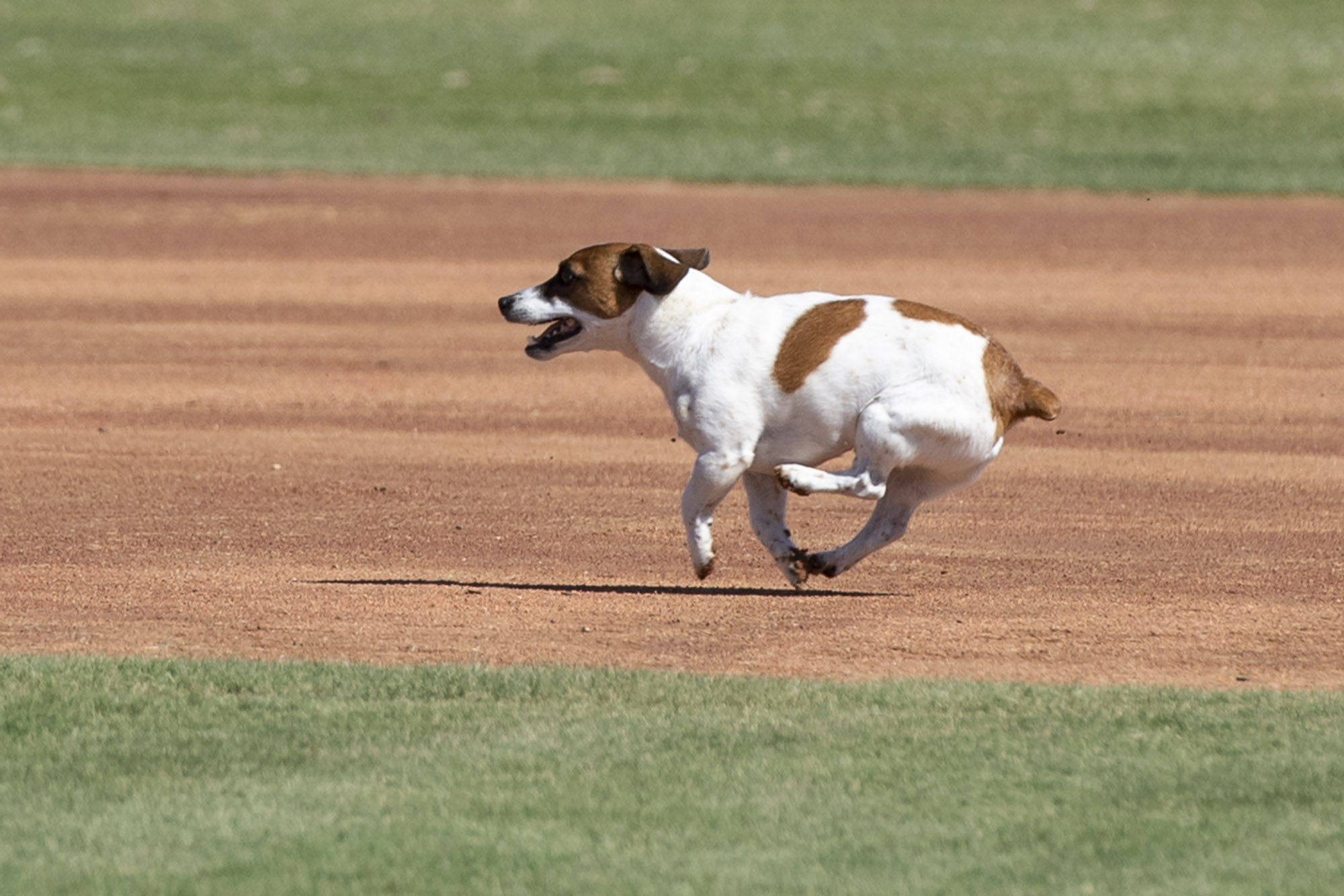 Fast little legs: Russell Terrier Macho declared fastest doggie