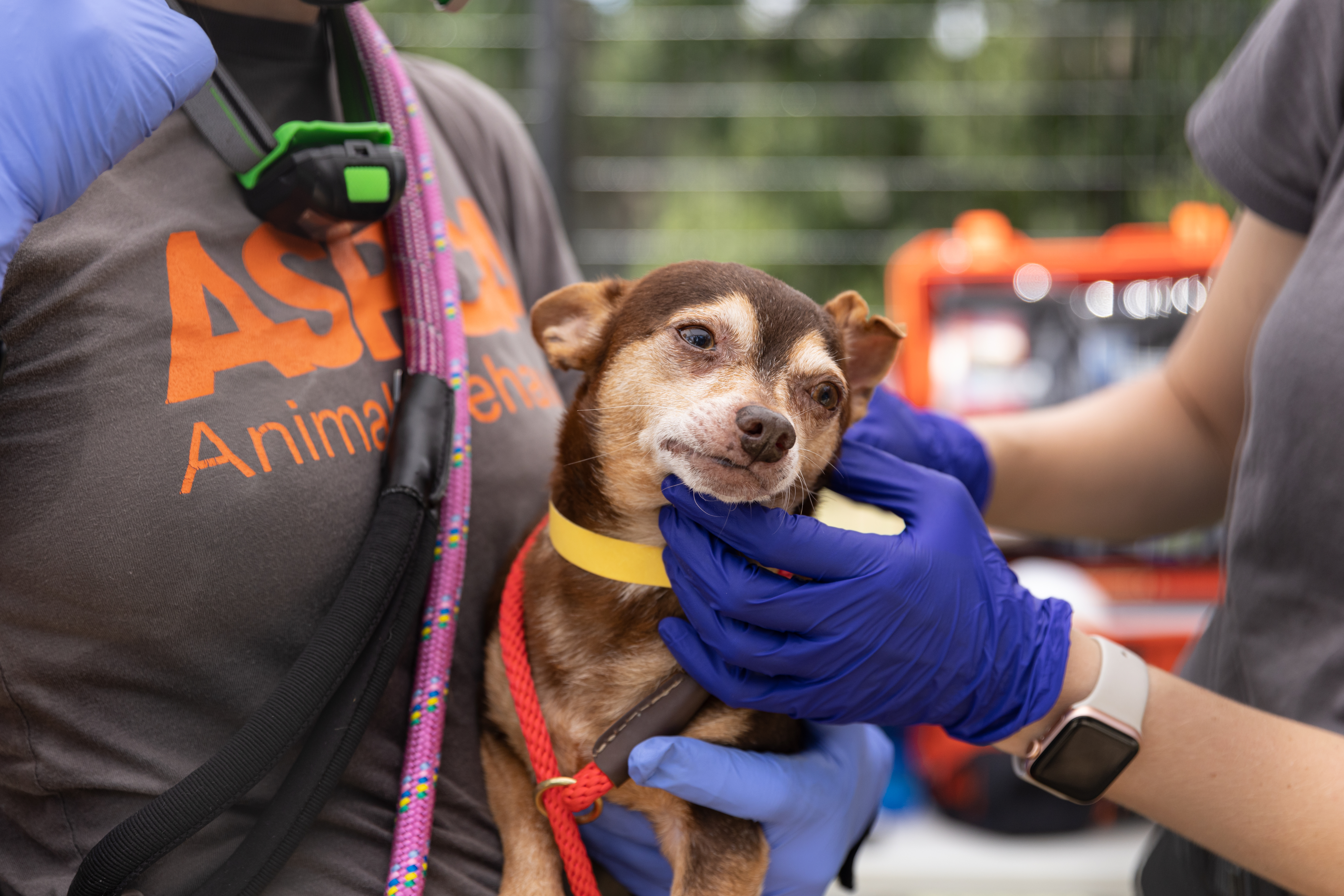 Please donate to Molly the chihuahua with a poorly hear with her vet care,  treatment and scans at the GSPCA