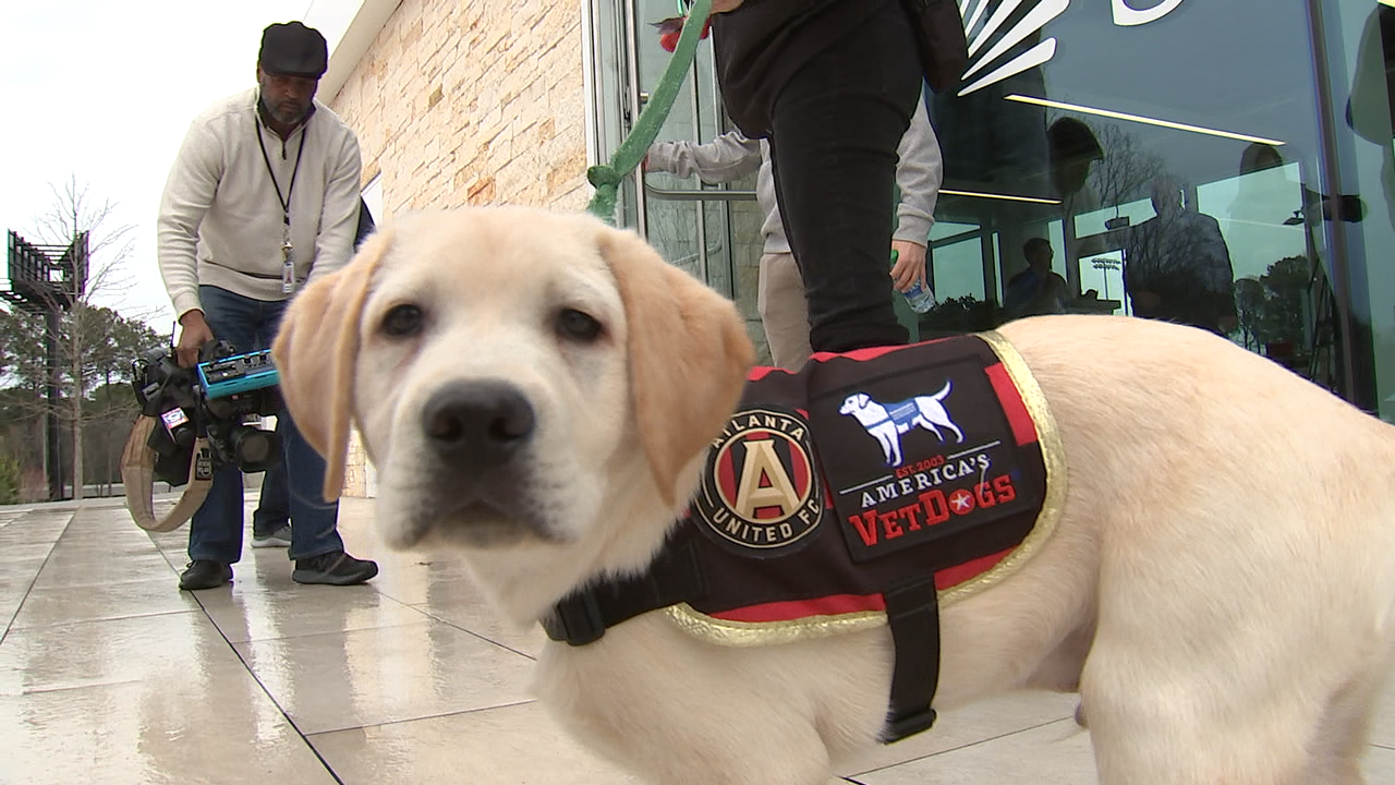 how-is-spike-atlanta-united-s-service-dog-in-training-doing-today