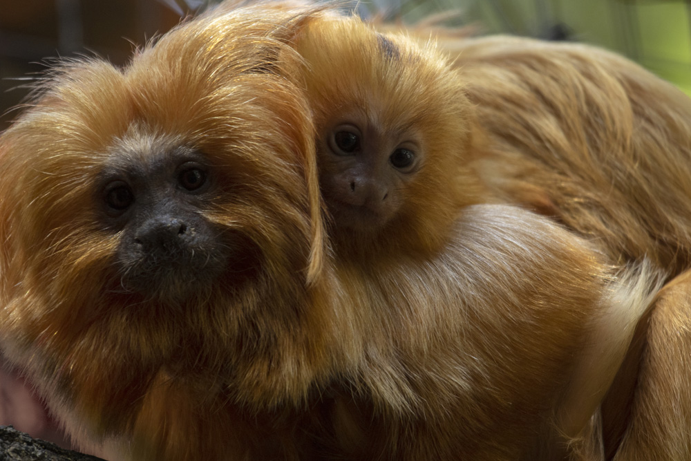 Golden Lion Tamarin Twins Born at Zoo Atlanta