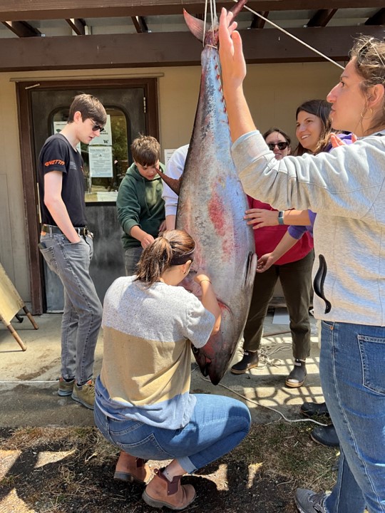 Pacific bluefin tuna found washed up on Orcas Island