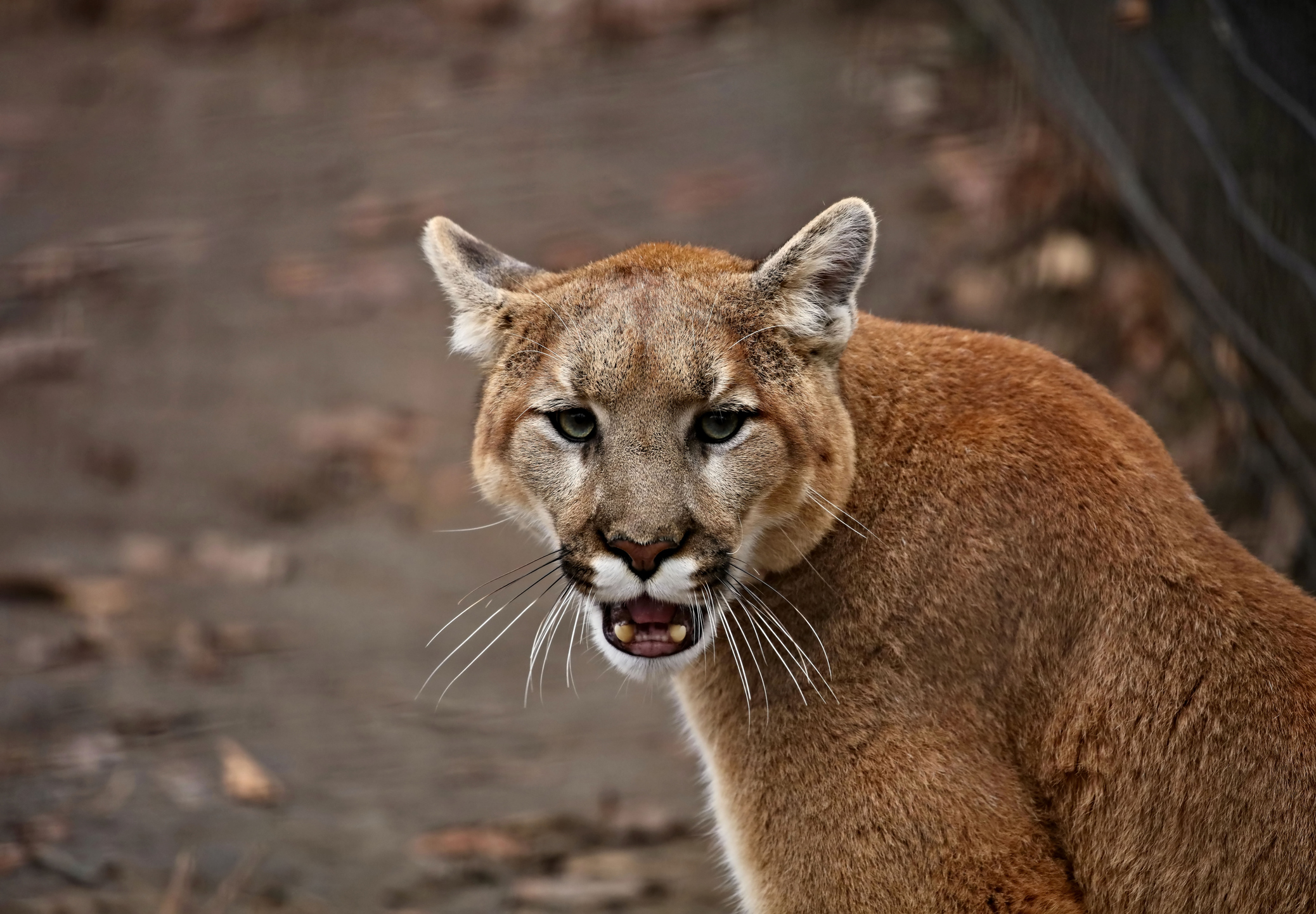 Viral Video Cougar stalks Utah hiker for nearly six minutes Your