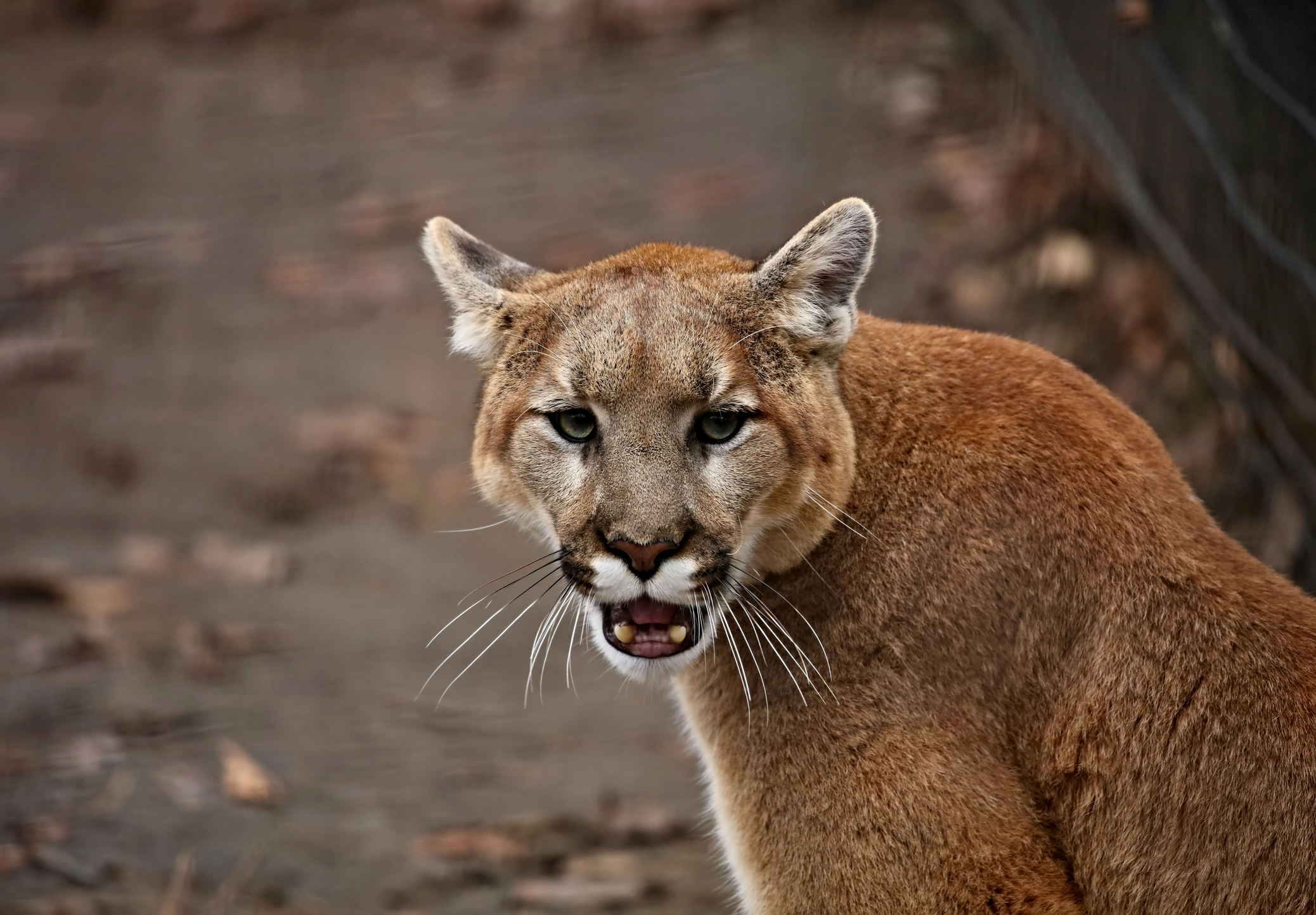 Viral Video Cougar Stalks Utah Hiker For Nearly Six Minutes Your