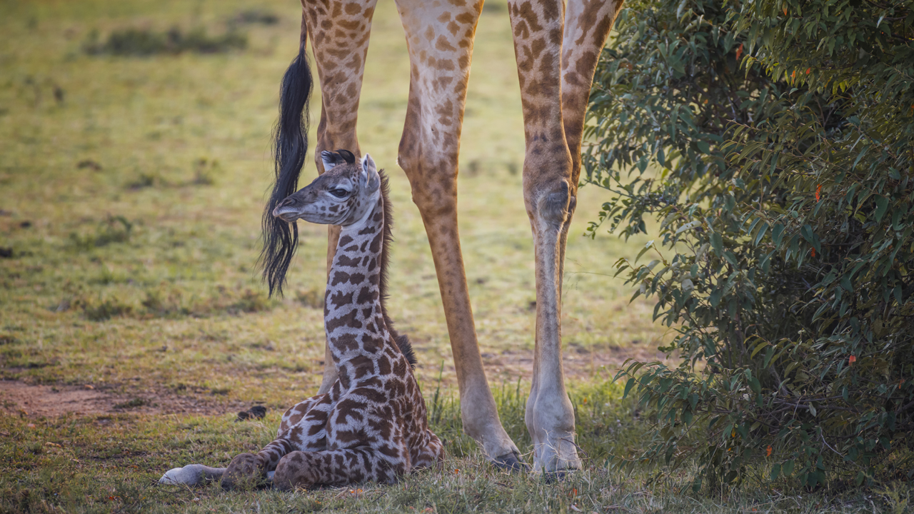 South Carolina Zoo welcomes new baby giraffe – KIRO 7 News Seattle