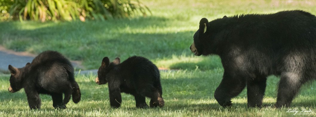 Black Bear Mother and Cubs – Mama Bear – Image Conscious