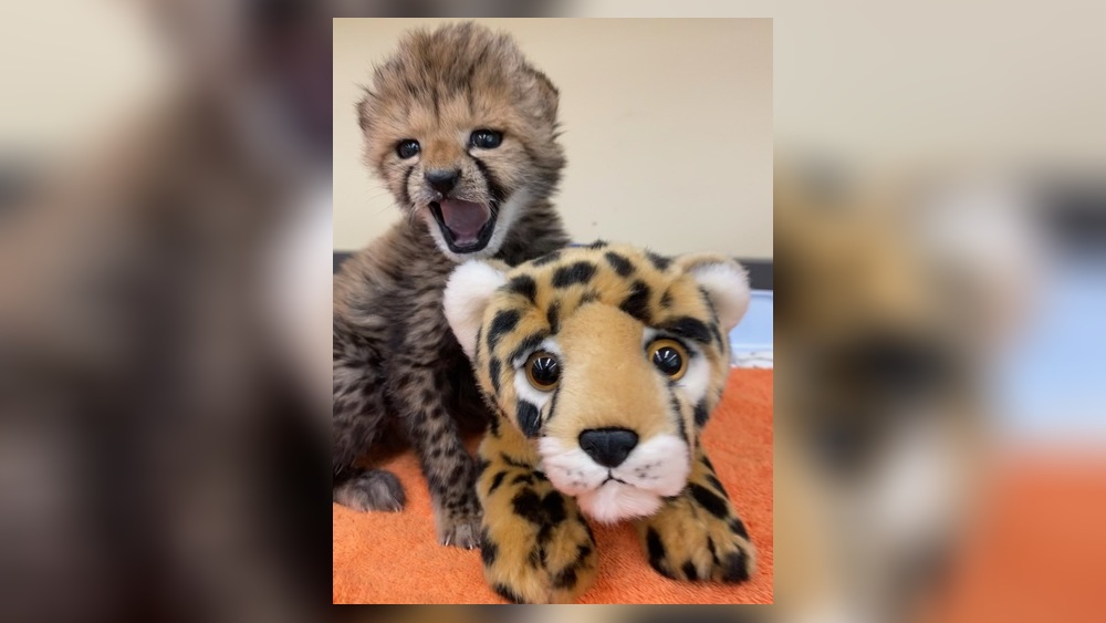 CHEEKY CHEETAH CUB Merrythought チーター14cm OQ6QBQHR75GJ7E6MIWEJL7QQPI.jpg