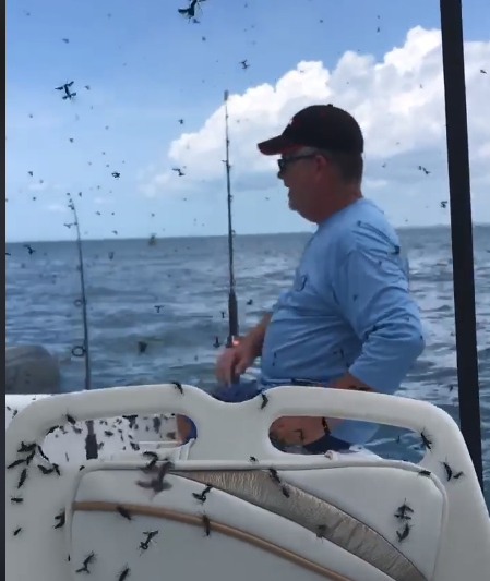 Video: Love bugs ruin fishing trip – WDBO