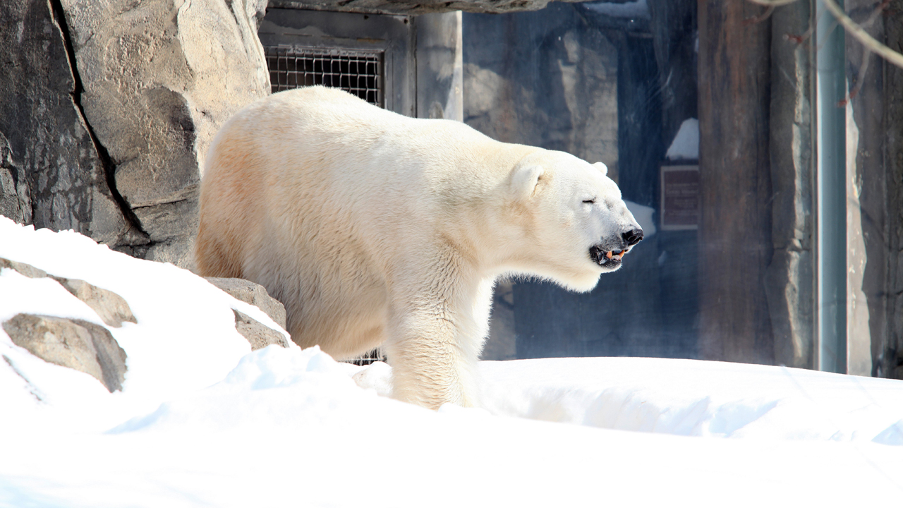 Baseball Jackson Polar Bears Freeze Louisville Leopards 8-3