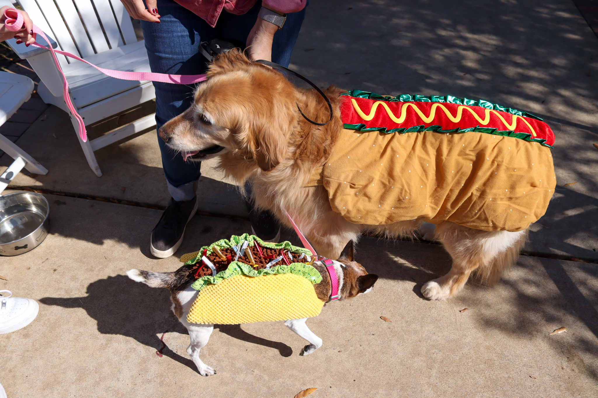 Howl-O-Ween AO Pop Up for Dogs