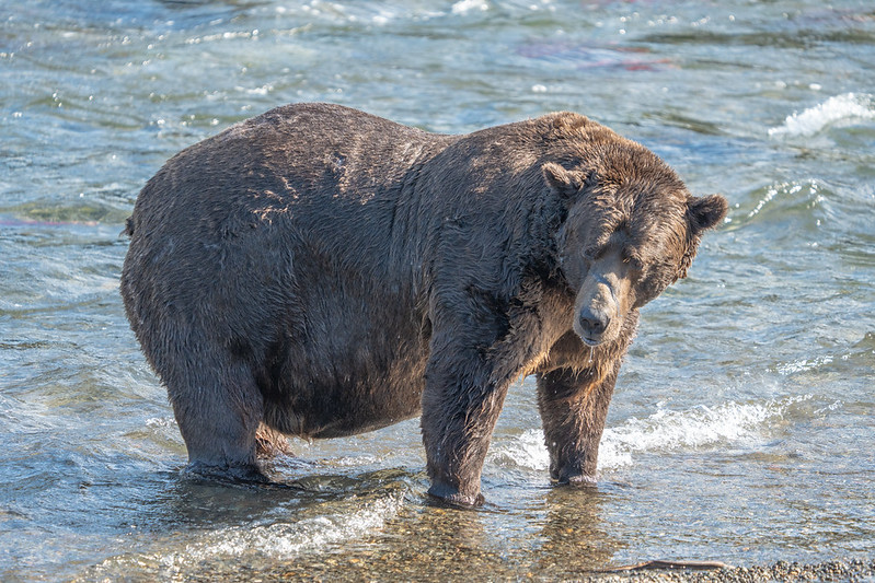 Beat the Bear: Week 7