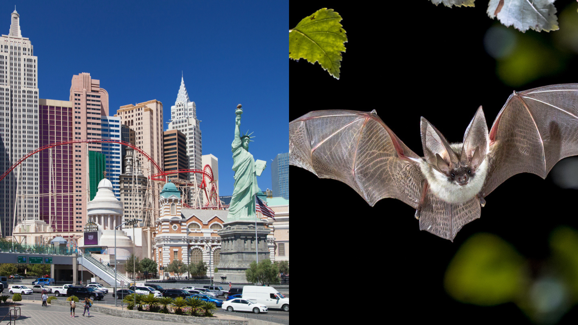 Visitors sue Las Vegas hotel over bat in room