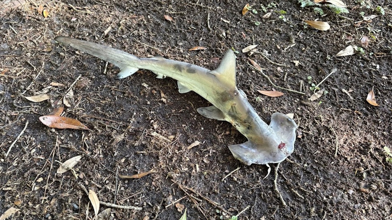 Baby hammerhead shark dropped by osprey falls onto disc golf