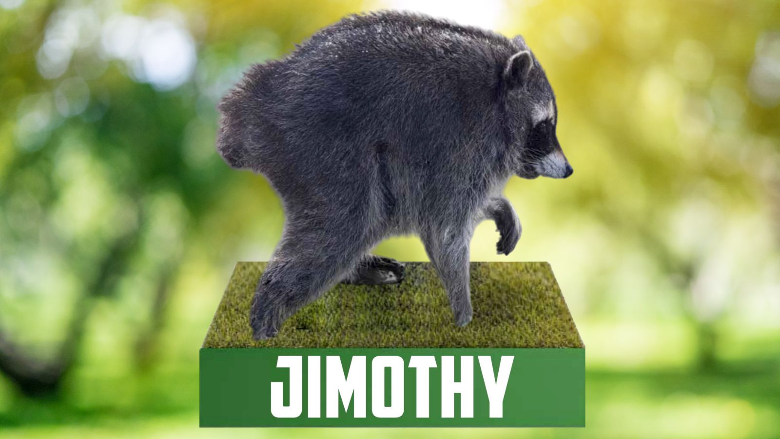Jimothy, Seattle's internet-famous raccoon