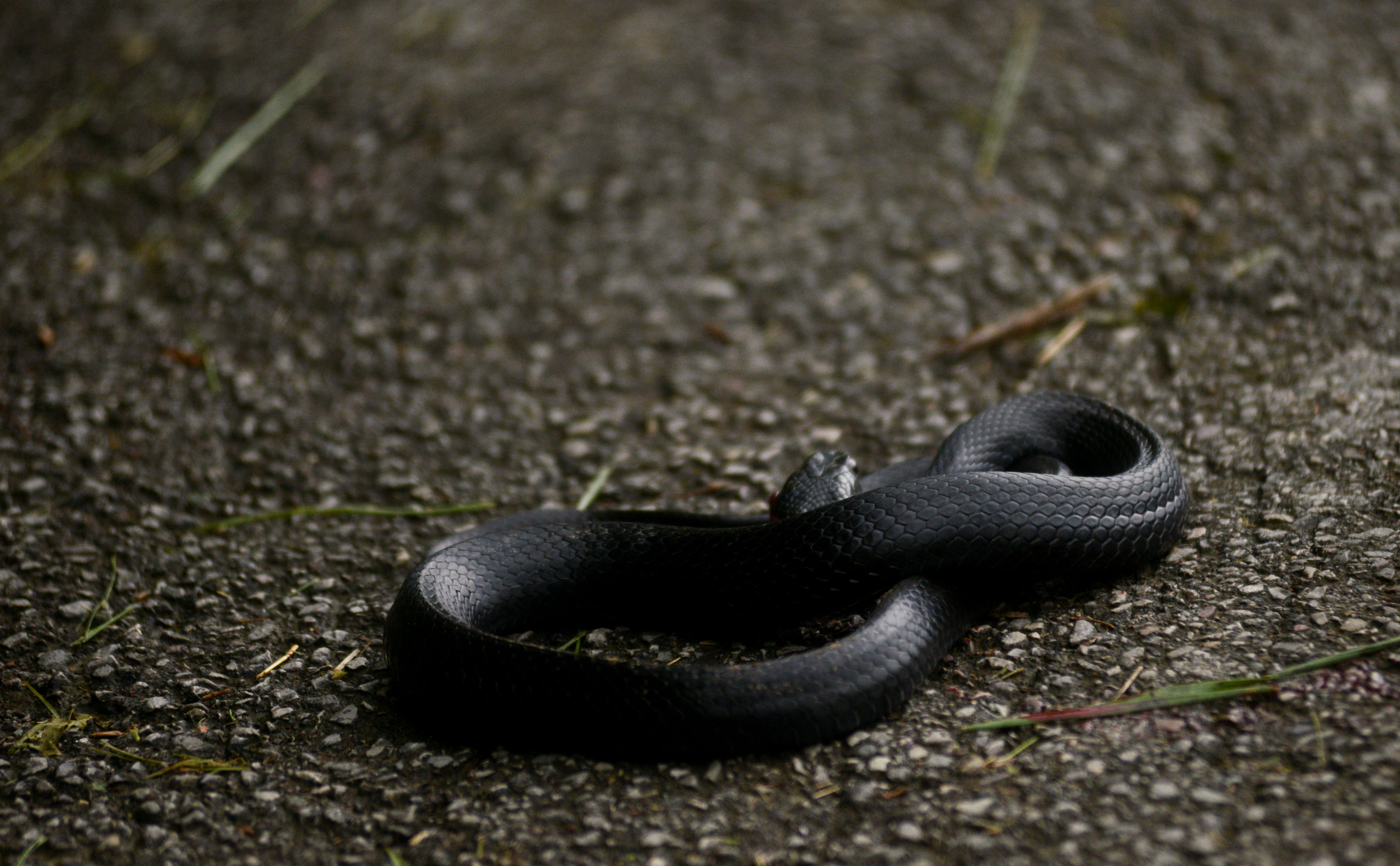 WATCH Giant black snake startles commuters on NYC subway platform WDBO