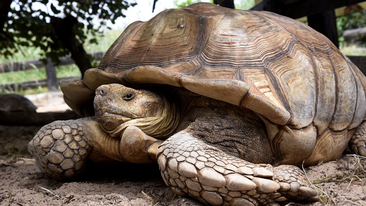 Vacation s Over Runaway Tortoise Found Safe Near Tennessee Home 102 