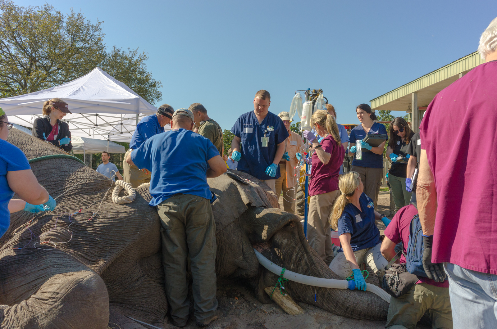 Jacksonville Zoo and Gardens celebrating successful elephant tusk
