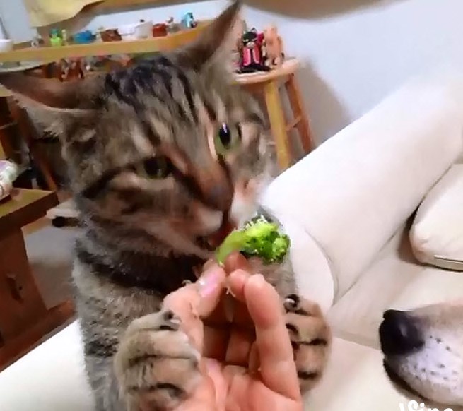 mylar ball cat toy