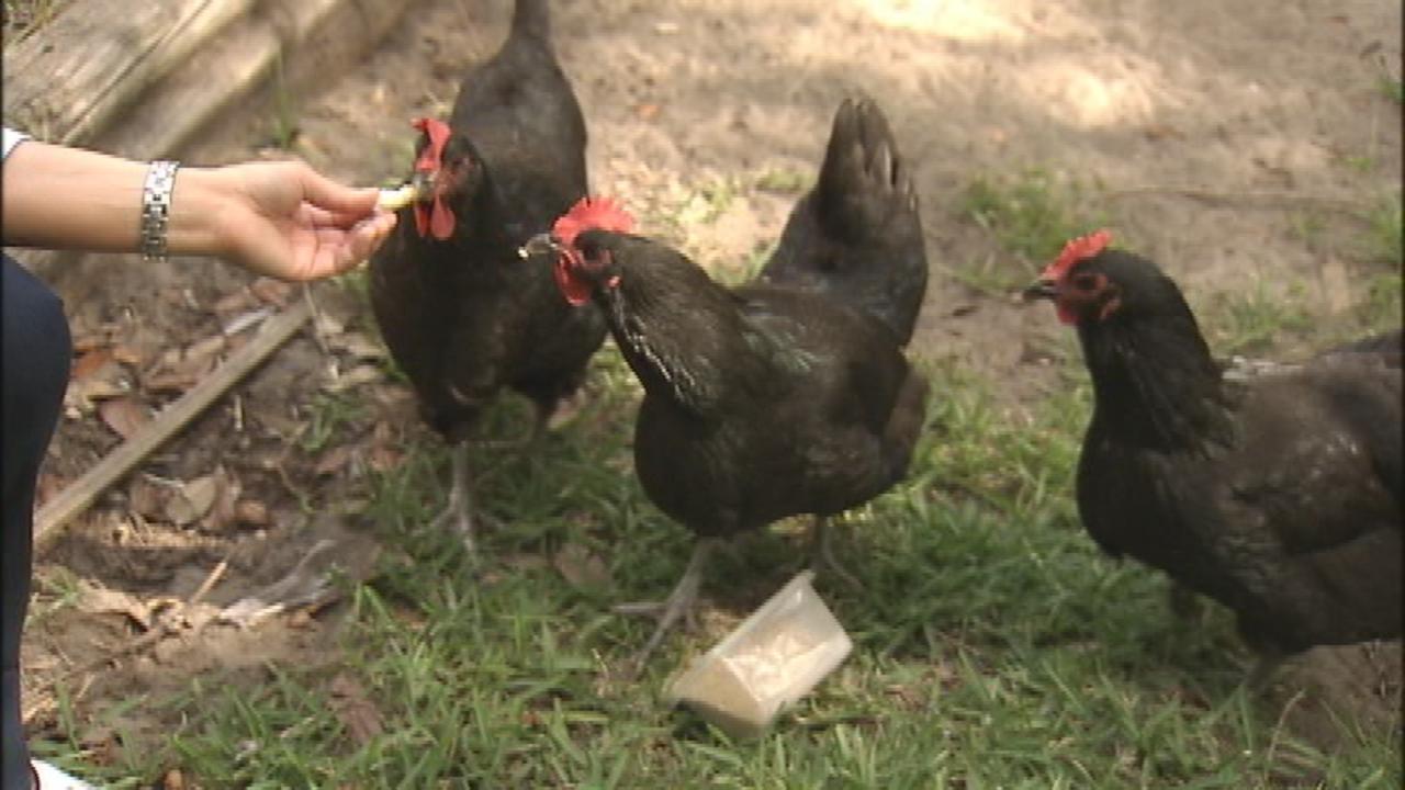 Ordinance could allow chickens in Orange County, but with restrictions