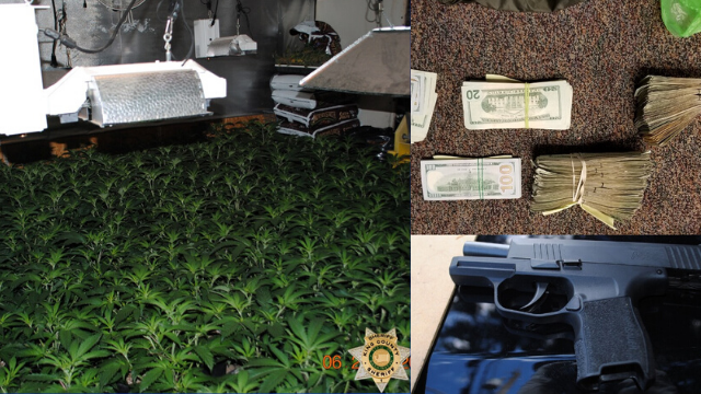 Report Of Home Invasion Robbery Reveals Illegal Marijuana Grow ...