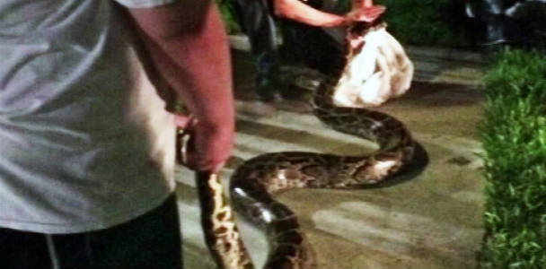12-foot python shows up on doorstep of South Florida home – WDBO