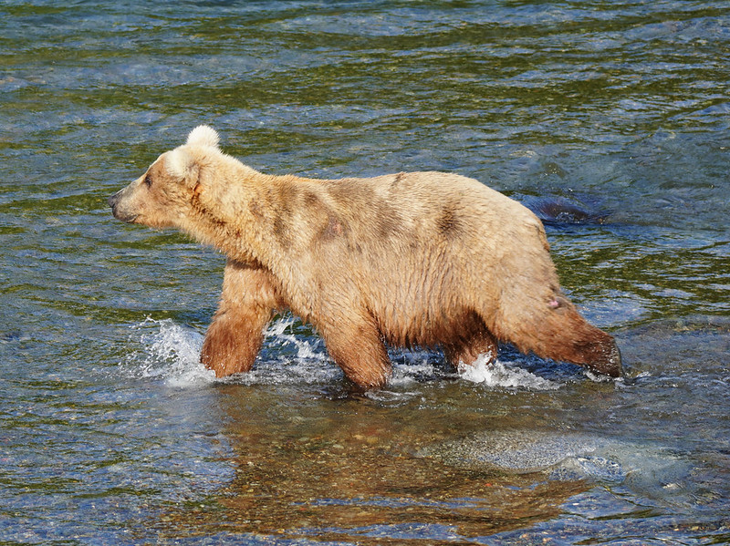 The Fat Bear Week finals are here. Who is the fattest fat bear of all?